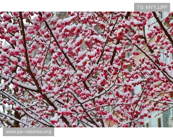展现傲雪凌霜不畏寒的坚韧品格与奋进精神的壮丽时代赞歌华章绚彩